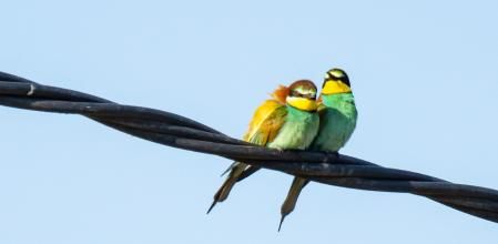 La hembra se arrima al macho 