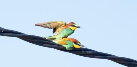 El momento del apareamiento.