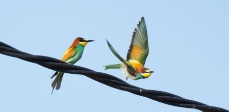 Y, una vez se han apareado, el macho va a por otra mariposa.