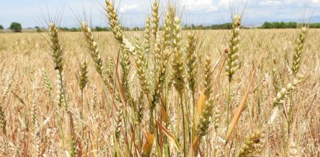 Reto visual de la mariquita.
