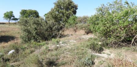 Reto visual: ¿Dónde está el conejo?