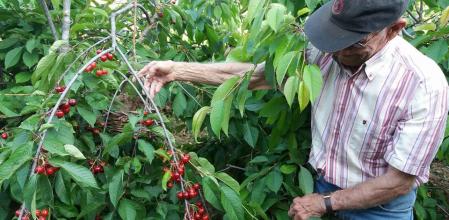 El avi Quimet, con sus cerezas en Sant Climent de Llobregat.