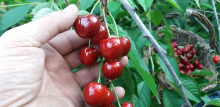 Cerezas en Sant Climent de Llobregat.