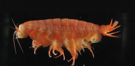 'Eurythenes atacamensis'.