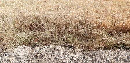 Reto visual: ¿Eres capaz de ver dónde está el saltamontes?