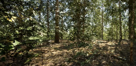 Bosque creado con el motor gráfico Unreal Engine 5