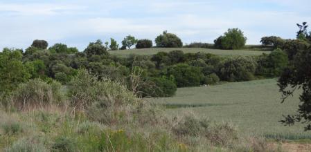 Reto visual: ¿Dónde están los dos abejarucos?