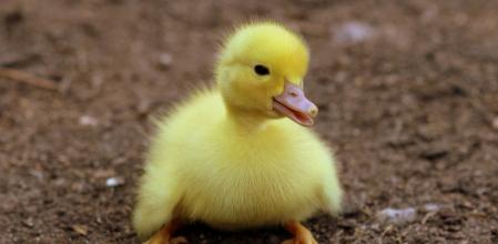 Los patitos se han convertido en la mascota de moda.