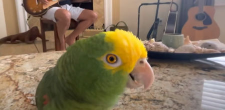 Tico, el loro que se ha convertido en estrella del rock y arrasa en las redes sociales