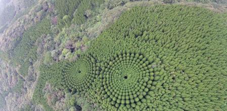 Resuelto el misterio del bosque circular japonés que albergaba teorías conspiratorias