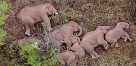Una manada de 15 elefantes descansa plácidamente en un parque natural de la provincia china de Yunan. Todos duermen menos una cría, bien parapetada entre los adultos, que  juguetea y casi parece hacer carantoñas a la que podría ser su madre.