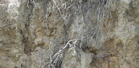 Reto visual: ¿Puedes ver dónde está el colirrojo tizón?