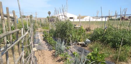 Huertos urbanos de alquiler en Alboraia (Valencia)