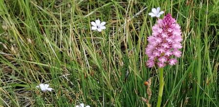 Campo en flor en Prats de Lluçanès.