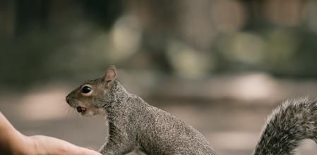 Memocan se ha convertido en toda una atracción para la clientela