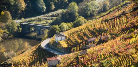 La Ribeira Sacra
con sus viñedos
con vistas al río
Miño, en Galicia