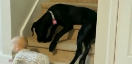 El sorprendente gesto de un perro protegiendo a un bebé de subir por las escaleras