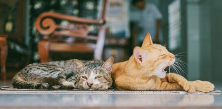 En el anuncio se especifica que los nuevos inquilinos deberán cuidar de los gatos