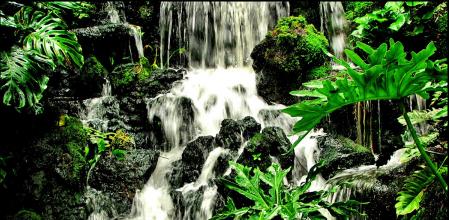 Día Internacional de los Bosques Tropicales.