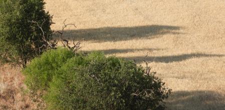 Reto visual: ¿Dónde están los abejarucos?