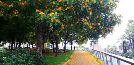 Alfombra de flores de las acacias en la plaza Cerdà de Barcelona.