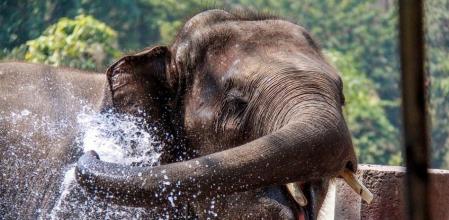 Es habitual ver elefantes salvajes merodeando por algunos pueblos de Tailandia, alejándose de su hábitat natural en busca de comida. La preocupación por los destrozos que está causando esta especie en algunas localidades cada vez es mayor.
