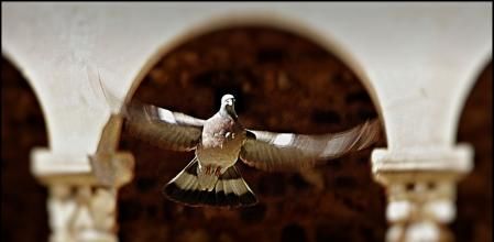 Una paloma sobrevuela el Claustro del monasterio de Sant Cugat.