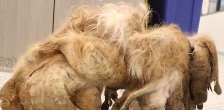 Al principio, algunos dudaban de que se tratara de un perro.