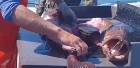 Un pescador encuentra una botella de whisky sin abrir dentro de un pez