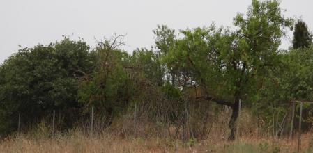 Reto visual: ¿Eres capaz de ver a los dos ejemplares de alcaudón?... La paloma no cuenta.