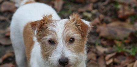 Crumpet es una Jack Russell que ha pasado 11 años desaparecida