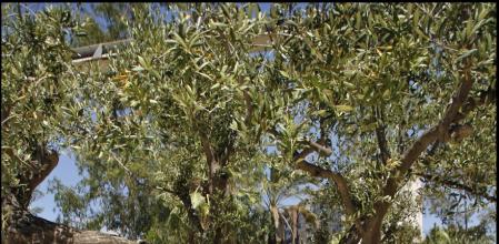 Olivo en recuerdo de los desaparecidos durante la dictadura argentina.