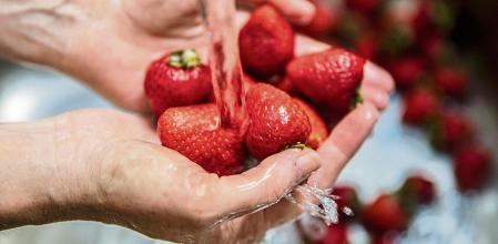 14 - 06 - 2021 / Barcelona / fotos de frutas y verduras para ilustrar la idea de proliferación de plaguicidas, se hace un uso abusivo en EsPaña, UN 1,3% CONTIENEN CANTIDAD ESCESIVAS, PERO EL 44% DE LAS VERDURAS LA CONTIENEN COMERCIO QUE SE VEAN MANZANAS, FRESAS, TOMATES, LECHUGASS, SON LOS ALIMENTOS QUE MAS LAS CONTIENEN / Foto: Llibert Teixidó - Lavado de frutas y verduras antes de consumir