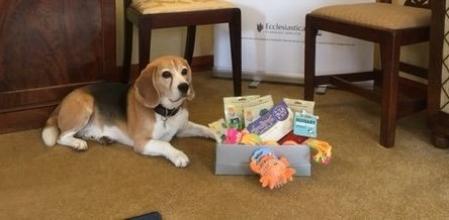 Basil, el perro que trabaja en una funeraria dando apoyo a los que han sufrido una pérdida