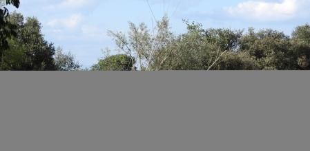 ¿Eres capaz de encontrar a los 4 conejos? Están muy cerca entre si.