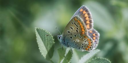 Una mariposa salvaje en su hábitat.