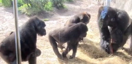 La divertida reacción de unos gorilas al descubrir una serpiente en su territorio