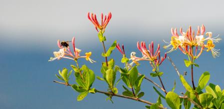 Madreselva que crece en el abismo Roc Llarg.