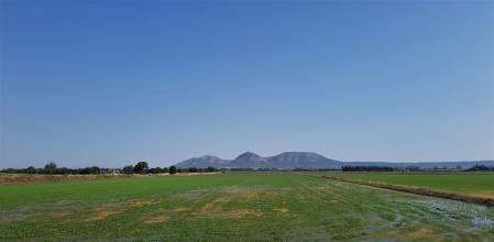 Paisaje de los campos de arroz de Pals en el Baix Empordà.