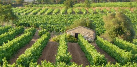 Paisaje veraniego de los viñedos en el Alt Penedès.