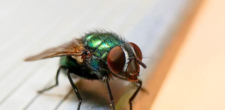 El definitivo truco viral para que no entren moscas en casa nunca más