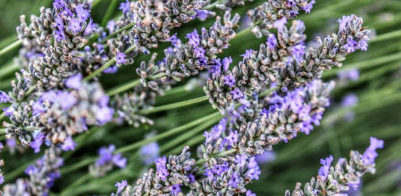 Campo de lavanda en Santa Eulàlia de Ronçana.
