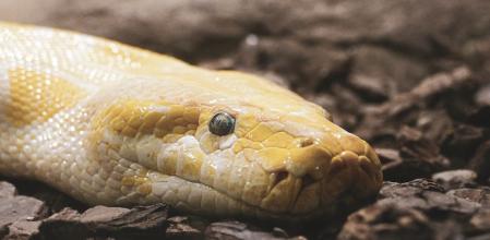 Una pitón se cuela por las tuberías y muerde en los genitales a un hombre sentado en el váter