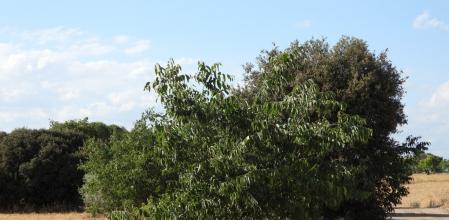 Reto visual: ¿Dónde está el pájaro?