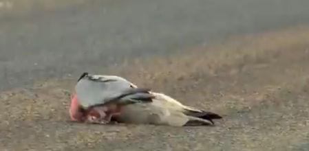 La despedida más emotiva y triste de una cacatúa a su pareja fallecida