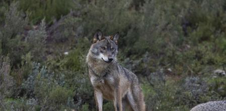 Lobo ibérico en el norte de España
