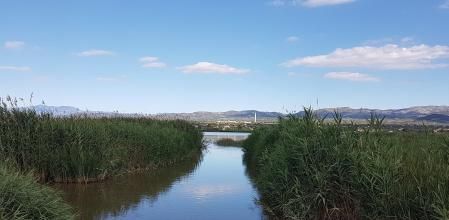 Arrozales del Delta del Erbro.
