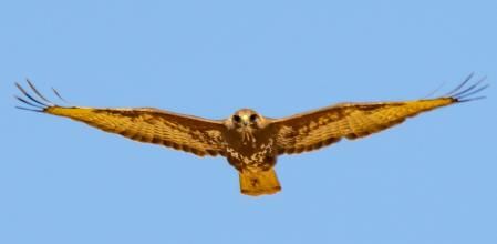 El busardo ratonero en la siega en Gurb.