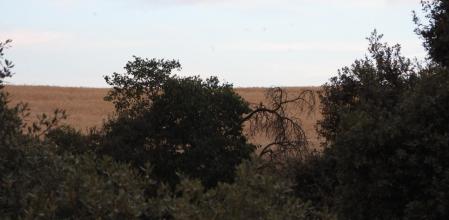 Reto visual: ¿Dónde están los dos puputs?