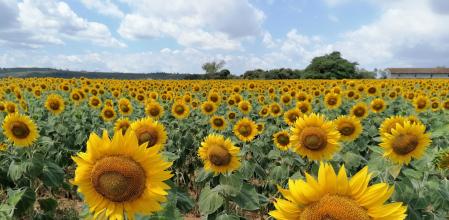Un campo de Girasoles en el Baix Empordà.